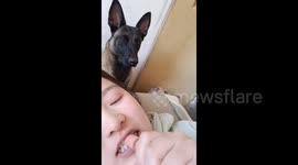 A Dog Catching Food Accurately from the Owner’s Mouth in Anhui, China