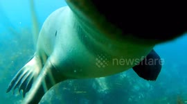 'Just sea lions biting my GoPro!' Marine mammals go camera-crazy in Tijuana, Mexico