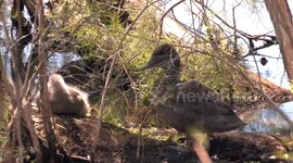 Australia’s rarest native duck – two female Freckled Ducks with their ducklings.