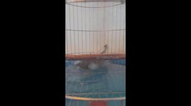 The bird danced when it saw the phone camera