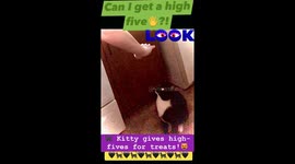 Cuteness overload! Little cat gives 'high fives'?! Gotta see it to believe it.