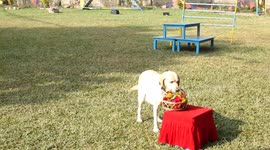 Nepal honours police canines during 'Day of the Dogs' celebrations during Diwali