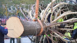 The Rockefeller Center Christmas Tree arrived on the Plaza in New York, NY, USA