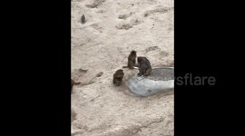 Curious monkeys in China zoo play with phone dropped by visitor