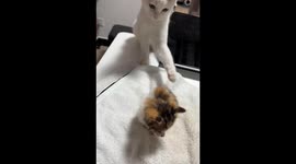 Jealous cat beats kitty unexpectedly after touching it several times in eastern China