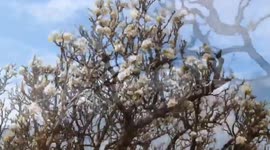 'England's best tree' felled to make way for HS2 has started growing back