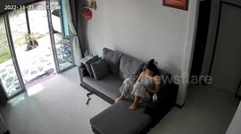 Cobra emerges from under sofa as woman relaxes in living room