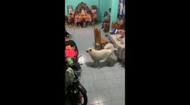 Dancing canine delight: Analco family celebrates day of the dead in Chilpancingo, Guerrero