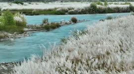 Reed marshes blow next to river in China