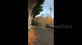 Storm Debi leaves trail of fallen trees in its wake in Ireland