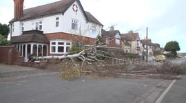 Storm Debi fells tree, Long Eaton Derbyshire, UK
