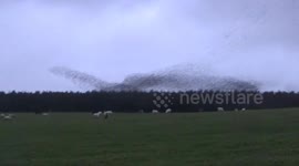 Murmuration  of Starlings at Rough Tor UnCut today, i just filmed this at 4.30 pm, trillions of the fluffy friends looking for a roost 1