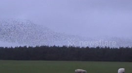 Murmuration  of Starlings at Rough Tor UnCut today, i just filmed this at 4.30 pm, trillions of the fluffy friends looking for a roost 3
