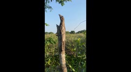 Potoo Bird Demonstrates Excellent Camouflage