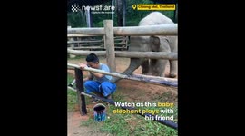 Baby Elephant is Adorably Playful