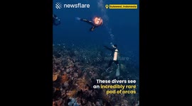 Rare Sighting of Orcas Underwater