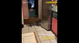 Pig gets Caught Opening Fridge