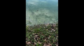 Riveting encounter: stealthy crocodile emerges from Cimitarra waters