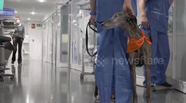 Spanish hospital introduces dogs in ICUs to improve patients' emotional well-being