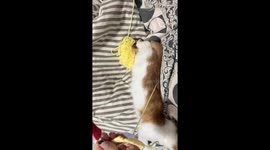 Pet cat helps owner knit a sweater