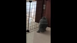 Pet rabbit accidentally pulls metal gate onto itself