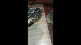 Turtle being eaten alive by leeches rescued and nursed back to health