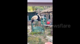 Kung fu Panda achieves mind-blowing balance on swing set's horizontal bar