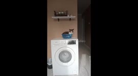 Whiskerful spin: feline joy atop Almaty's washing machine adventure