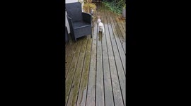 Polite Pupper Cleans Paws Before Entering House