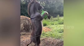 Animals are the Best