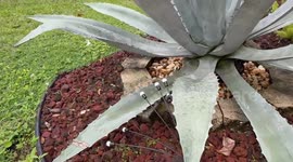 Canadian husband and wife blown away by Floridian wildlife after a rain storm