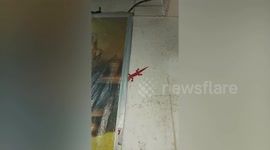 House lizard baffles resident with its bizarre red colour