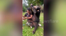 Baby sun bear sits on caretaker's lap drinking milk from bottle