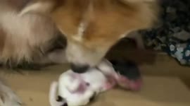 Kind-hearted Chinese blogger saves dog in labour at barbecue stand, igniting community support