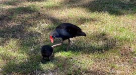 Dinosaur-like Swamphens hold food in their feet, tearing off pieces to feed their chicks