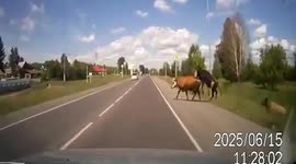 Ultimate Cock Block! Dashcam Car Hits Cows Mating