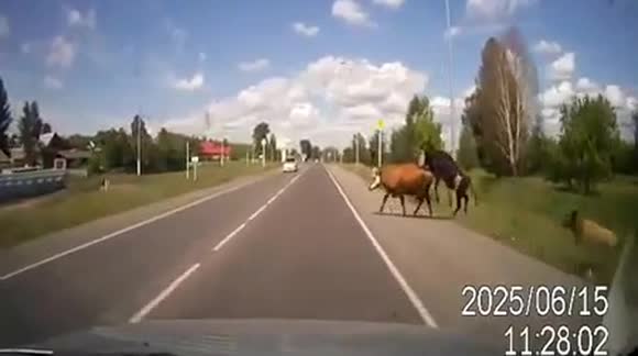 Ultimate Cock Block! Dashcam Car Hits Cows Mating