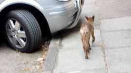 Urban Fox of Elephant and Castle