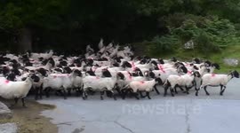 Shorn - sorry, Shaun