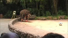 elephant's goal