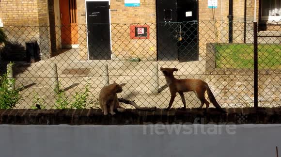 Cat blocks Urban Fox's path
