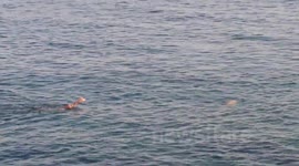 Man Swims Backstroke into Seal