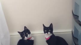 MY CRAZY CATS - PT 1 OF 2