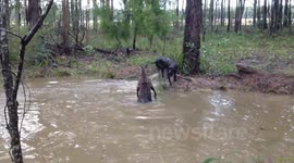 Tense moment kangaroo tries to drown curious dog