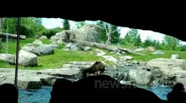 Bear fight at the Minnesota Zoo