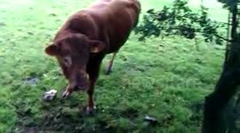 Chased, cornered by bulls on a public footpath