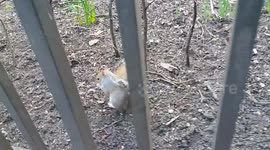 Squirrel eating biscuit