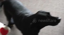 This dog appears to understand spelling