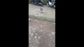Clever monkey breaks coconut and drinks the contents