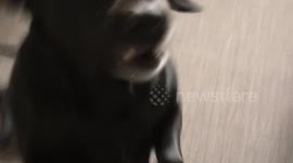 This dog appears to understand spelling